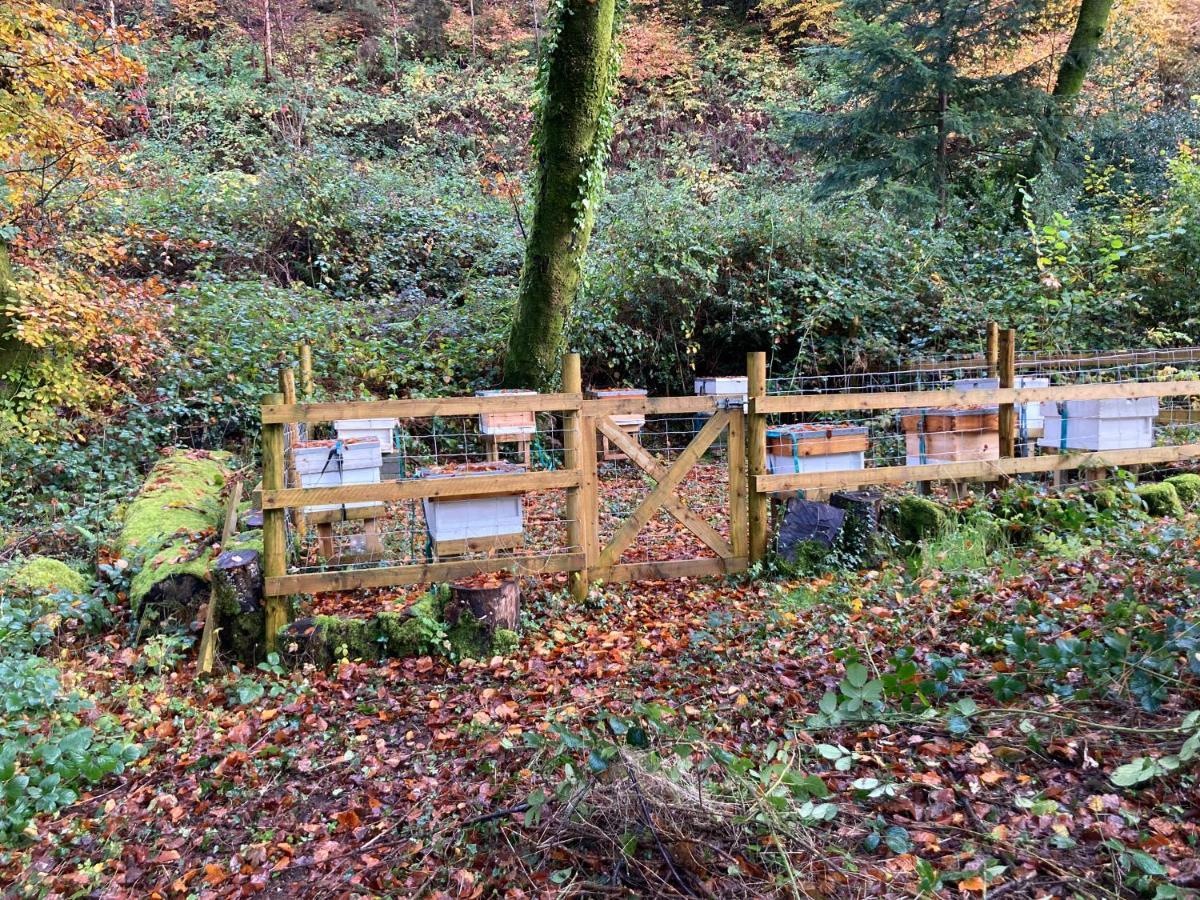 Honey Bee Cabin Llandysul Esterno foto