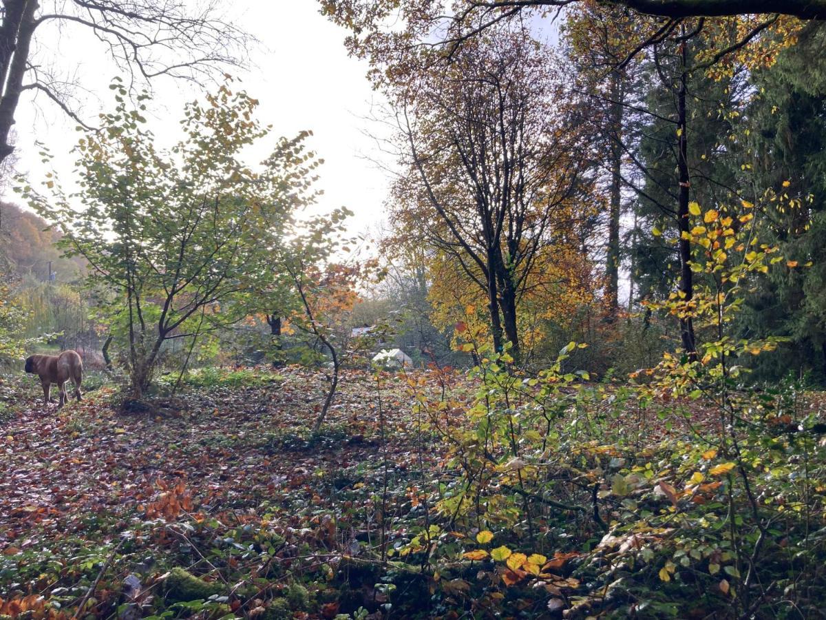 Honey Bee Cabin Llandysul Esterno foto